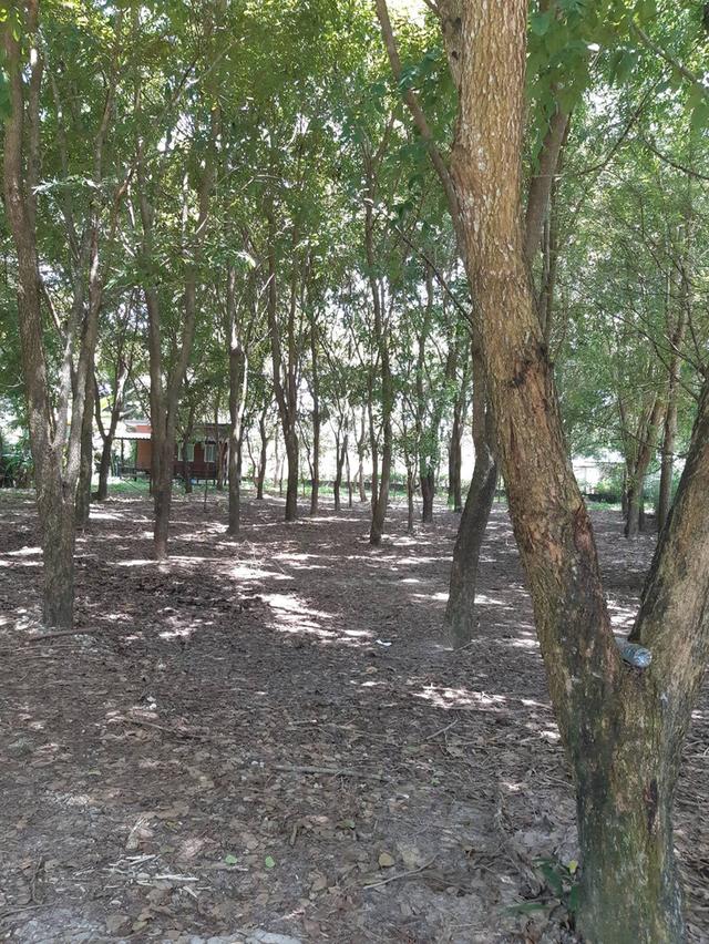 ขายที่ดินพร้อมบ้านพัก 2