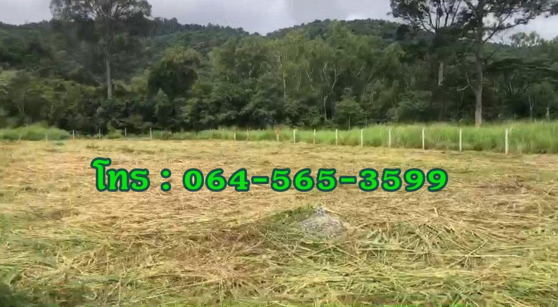 ขายที่ดินใกล้เขาใหญ่ 432 ตร.วา ใกล้ถนนธนะรัชต์ ตำบลหมูสี ปากช่อง นครราชสีมา 3 นาที ถึงทางขึ้นเขาใหญ่ 3