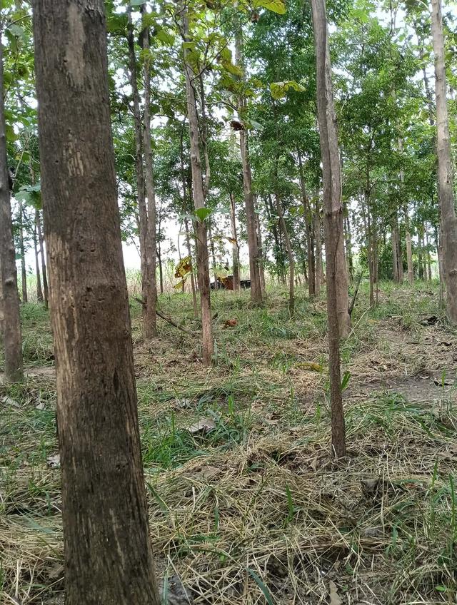 ที่ดินแบ่งขายสุพรรณบุรี 4