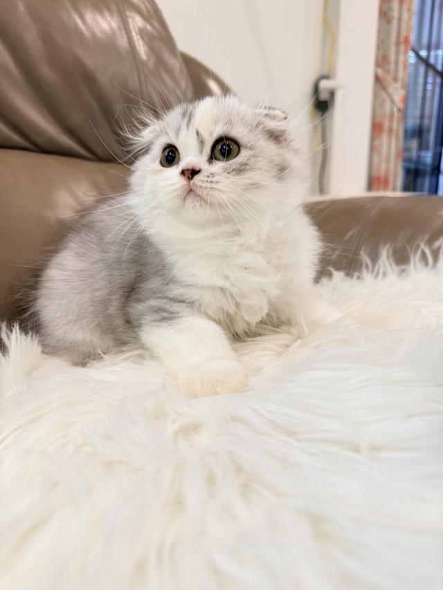 ขายแมวสก็อตติชโฟลด์แท้ฟอร์มหน้าหมีๆอายุ 3 เดือนพร้อมย้าย 3