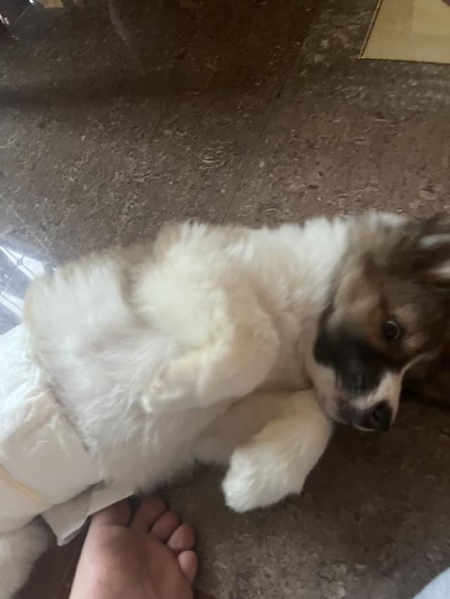 ลูกสุนัขบางแก้ว 2