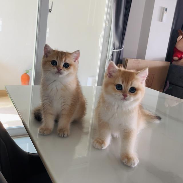 เปิดจองเด็กๆ บริติชช็อตแฮร์ รูปที่ 3