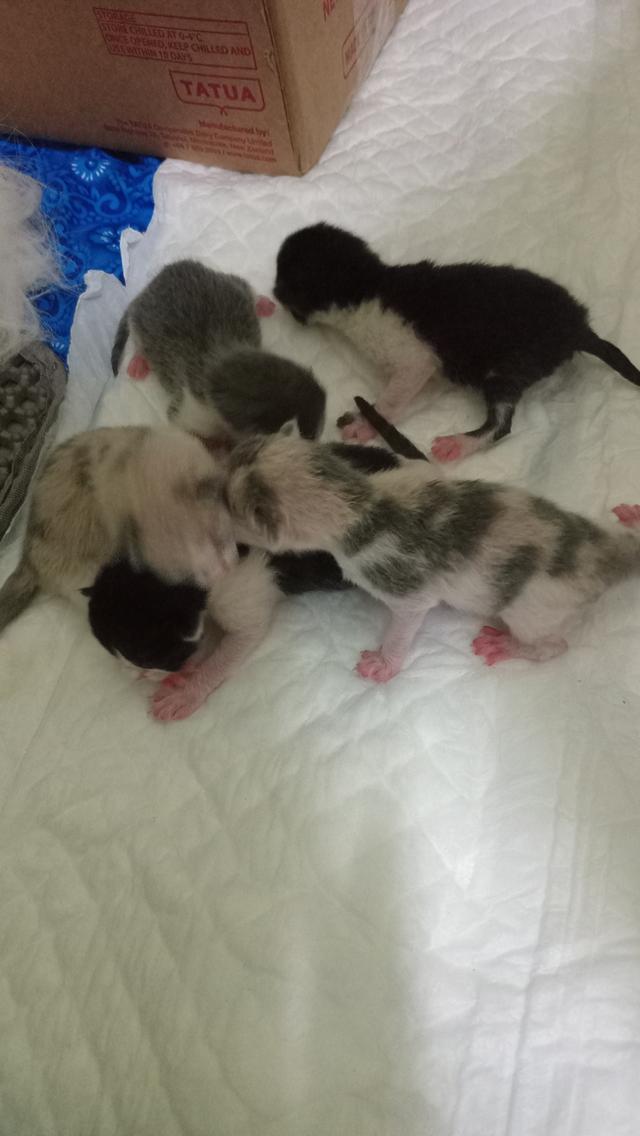 ลูกแมวบริติช 6