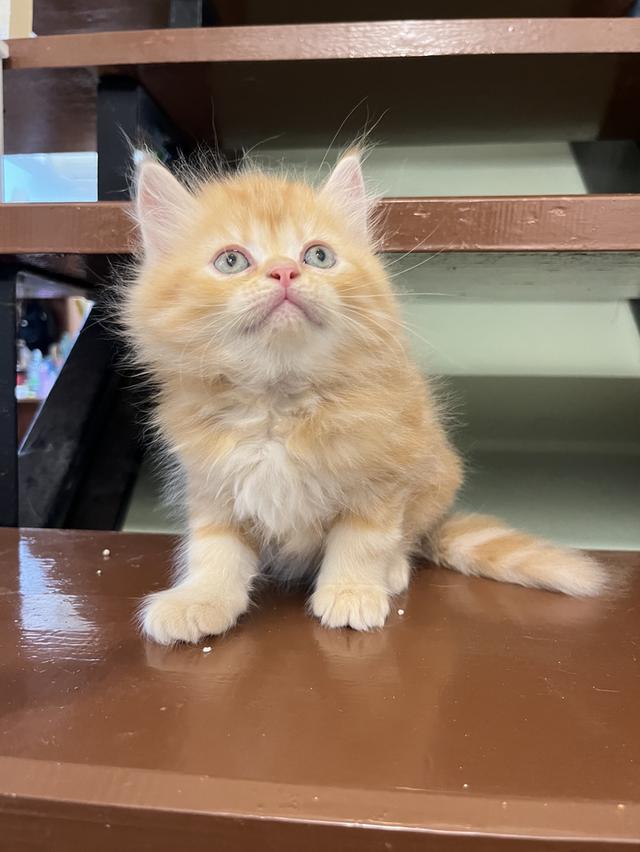 แมวเปอร์เซีย สีส้ม สีครีมเสือ แท้ รูปที่ 9