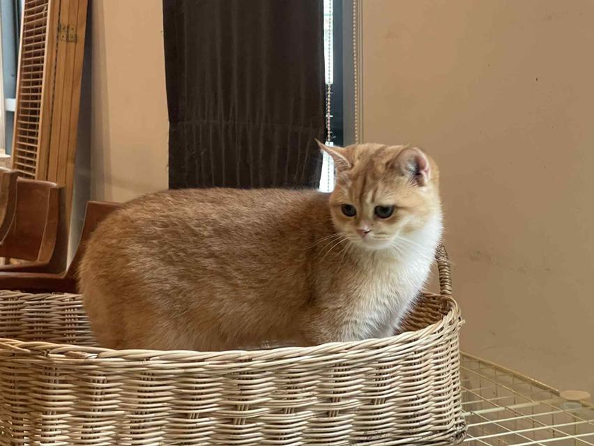 สาวน้อยบริติชแท้ คุณภาพฟาร์ม รูปที่ 2