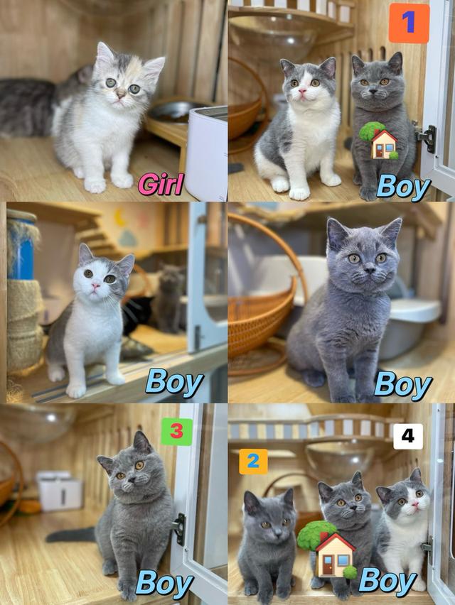 แมวมันช์กิ้นขายาว พร้อมย้าย