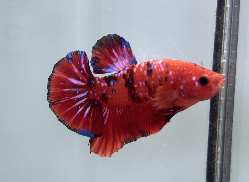 ปลากัดสวยงาม ของ seven betta Farm