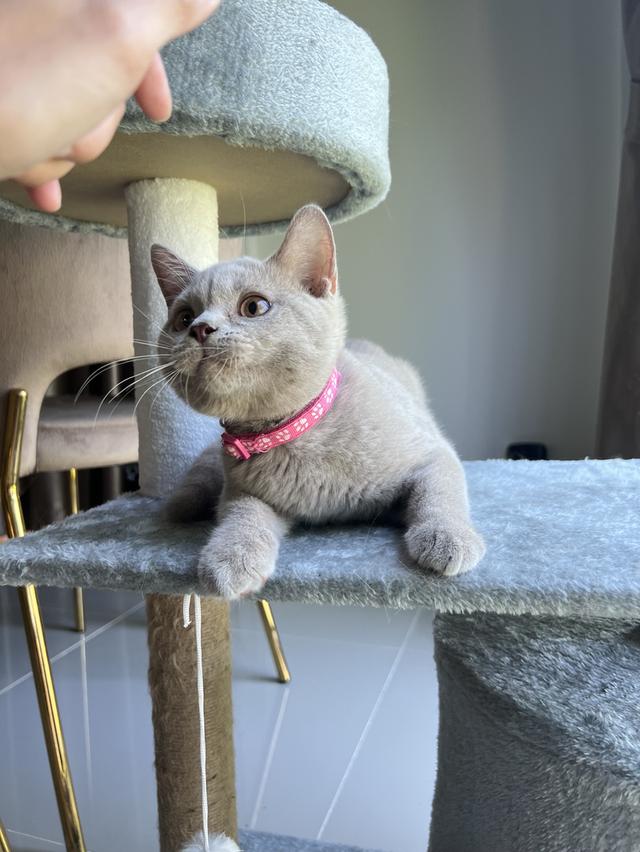 ลูกแมว บริติช ช็อตแฮร์ ใบเพ็ดนอกWCF(British Shorthair) 7