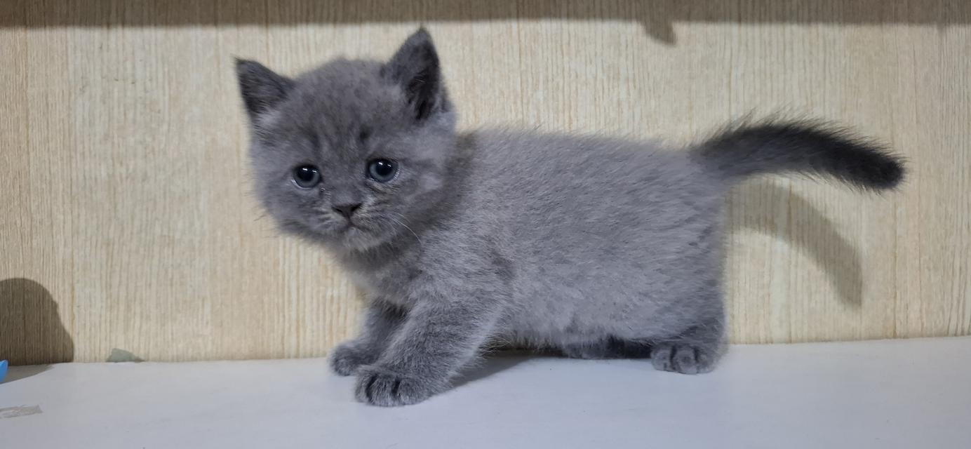 ลูกแมวบริติช. สีบลู. 6