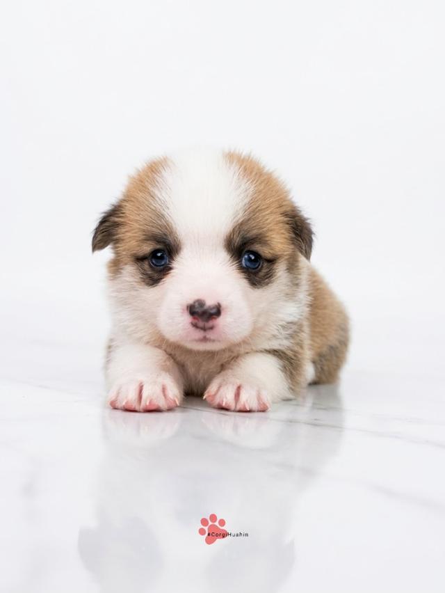 ลูกสุนัขคอร์กี้ สองสีเพศเมีย รูปย่อยที่ 3