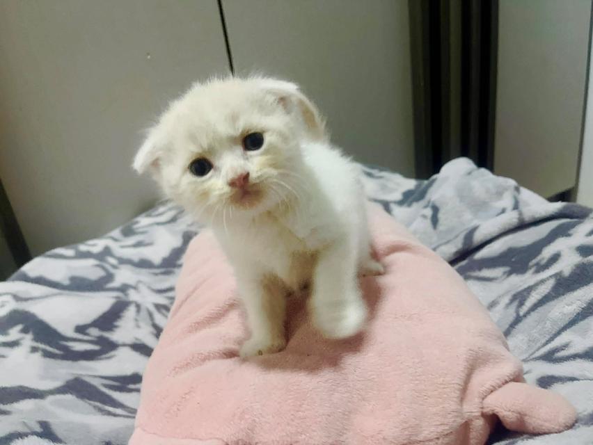 น้องแมวสก๊อตติสหูพับเพศผุ้ รูปที่ 5