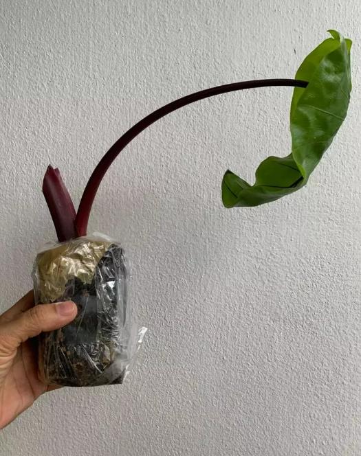 philodendron red emerald 3