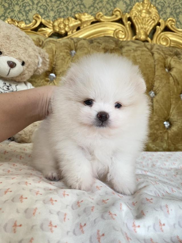 จำหน่ายลูกปอมเมอเรเนียนแท้