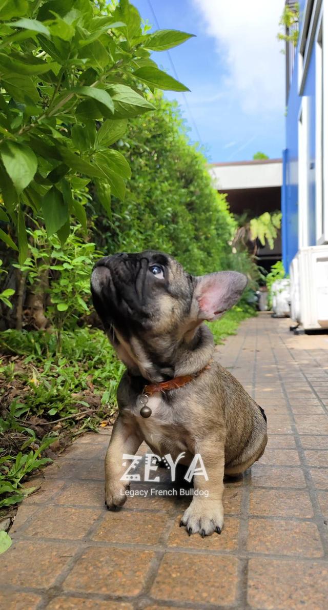 ZEYA สุนัขเฟรนช์บูลด็อก  9