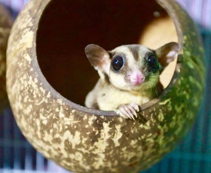 Sugar Glider เชื่องๆ 3