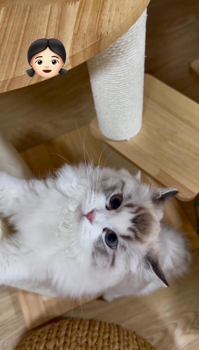 แมวแร็กดอล สาวน้อย7เดือนขี้อ้อนระดับ100 รูปที่ 2