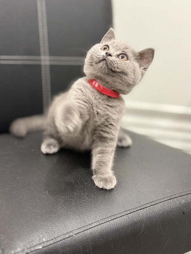 บริติช ช็อตแฮร์ สีบลู รูปที่ 8