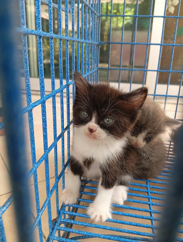 สก็อตติช เพศผู้ น่ารัก