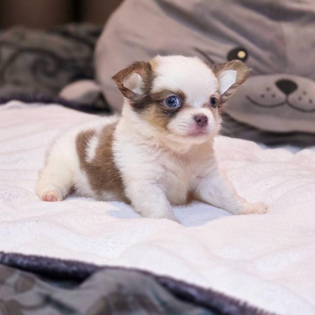 ชิวาวาแท้ขนยาว ผู้ พิกัดรามอินทรา 8