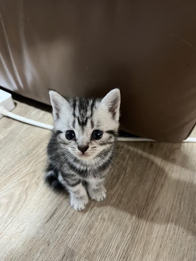 American Shorthair  2