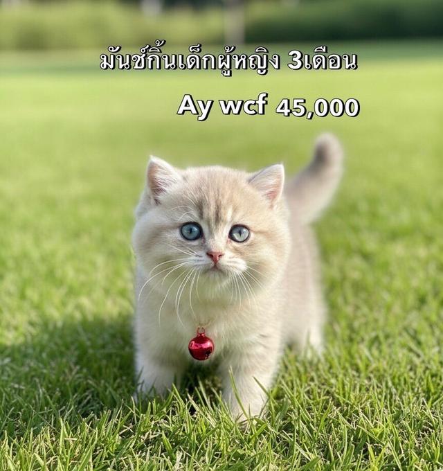 แมวมันช์กิ้น รวมเด็กๆมันช์กิ้นทั้งหมดของฟาร์ม 6