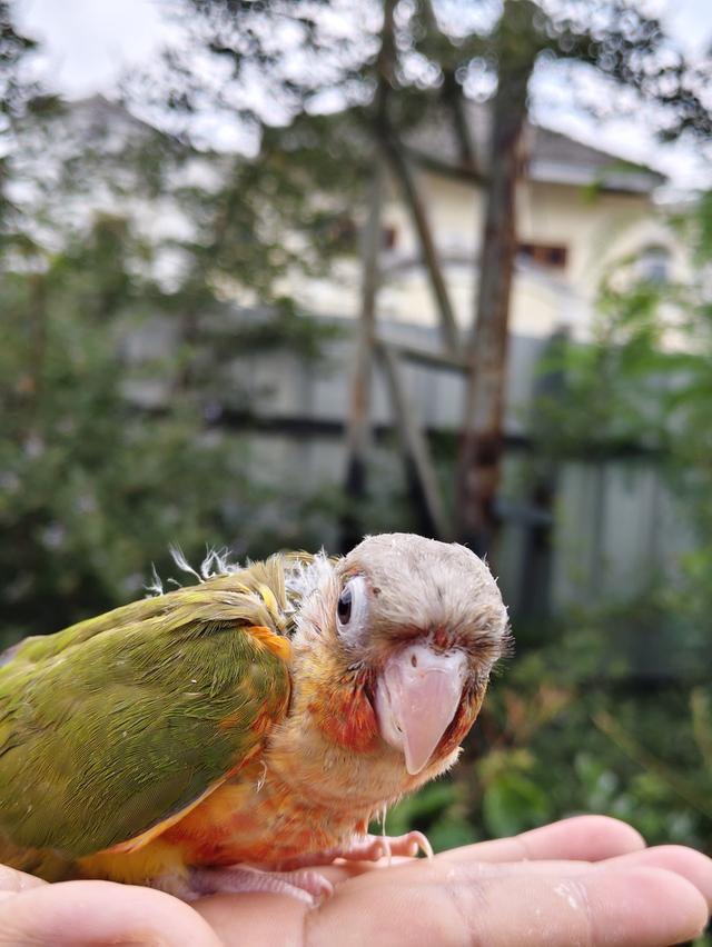 นกกรีนชีคพายแอปเปิ้ล รูปที่ 5