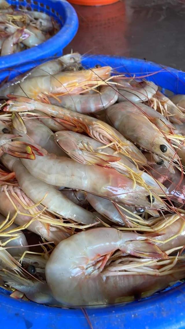 ขายกุ้งแชบ๊วย ราคาถูก 2