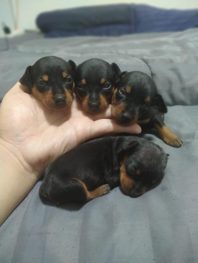 เปิดจองลูกสุนัข Miniature Pinscher 2