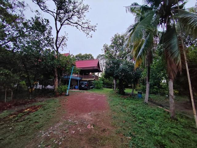 ขายที่ดินพร้อมสิ่งปลูกสร้าง บ้านเรือนไทย โฉนดที่ดิน ครุฑแดง อำนาจเจริญ  4
