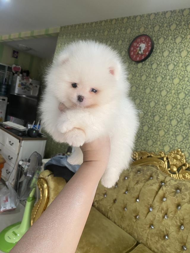 ปอมแท้ อ้วนกลมฟู ขนแน่น พร้อมย้ายบ้าน รูปย่อยที่ 4