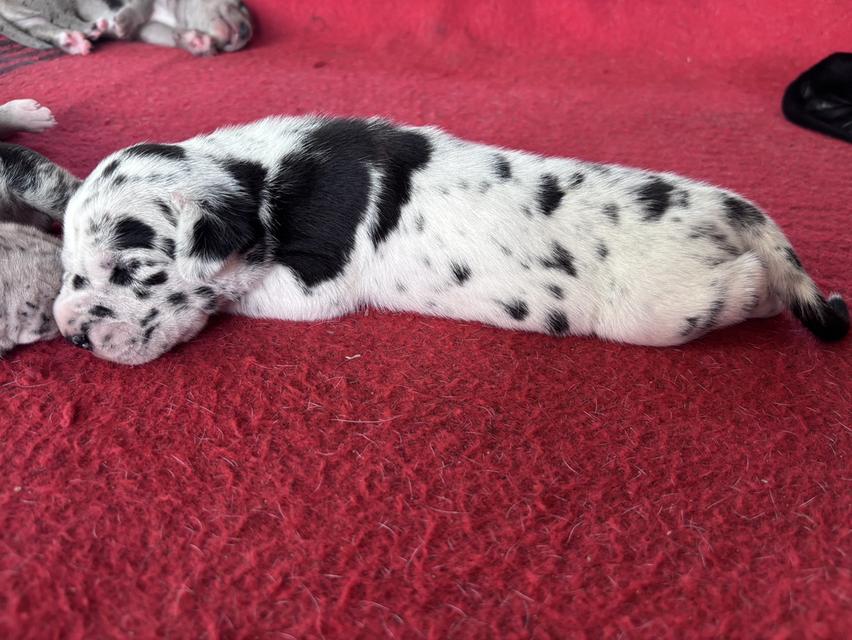 Greatdane ลูกสุนัขเกรทเดน โทรติดต่อ 064 7927107 รูปที่ 4