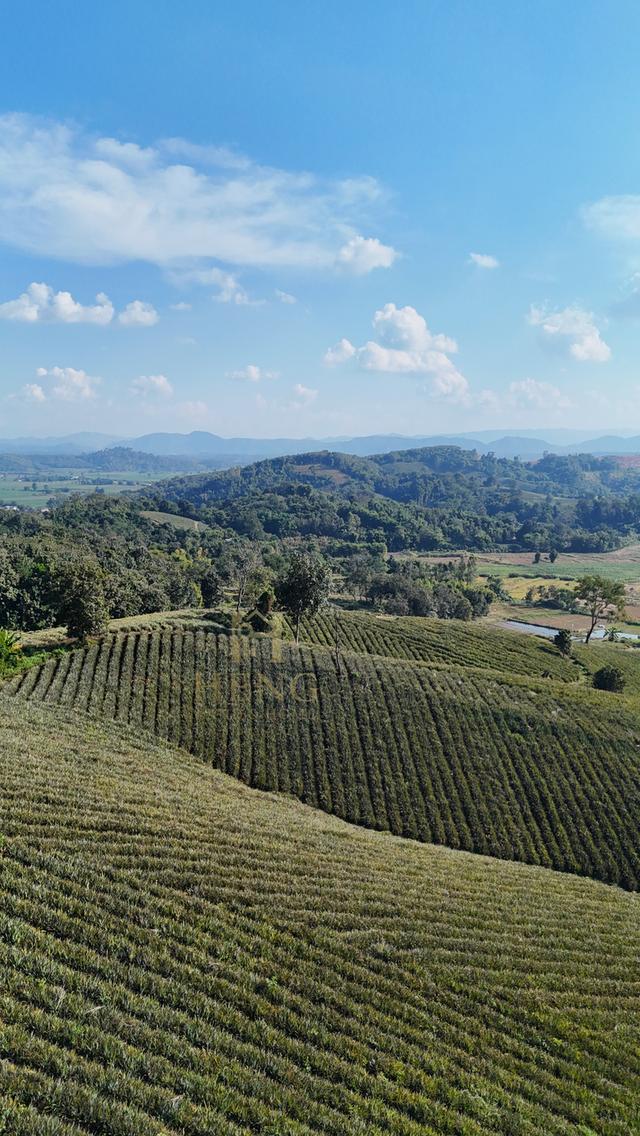 ที่ดินวิวภูเขา 88 ไร่ ติดถนนใหญ่ ทำเลอนาคตไกล แม่จัน  โอกาสพัฒนาได้หลายรูปแบบ!” 4