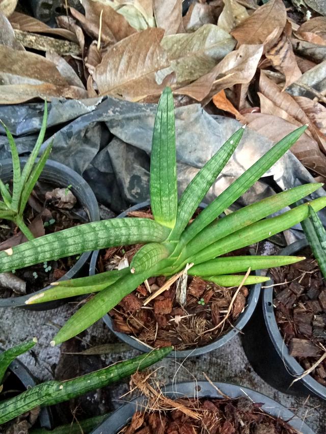 ต้นไม้  ไม้ดอกไม้ประดับ รูปที่ 5