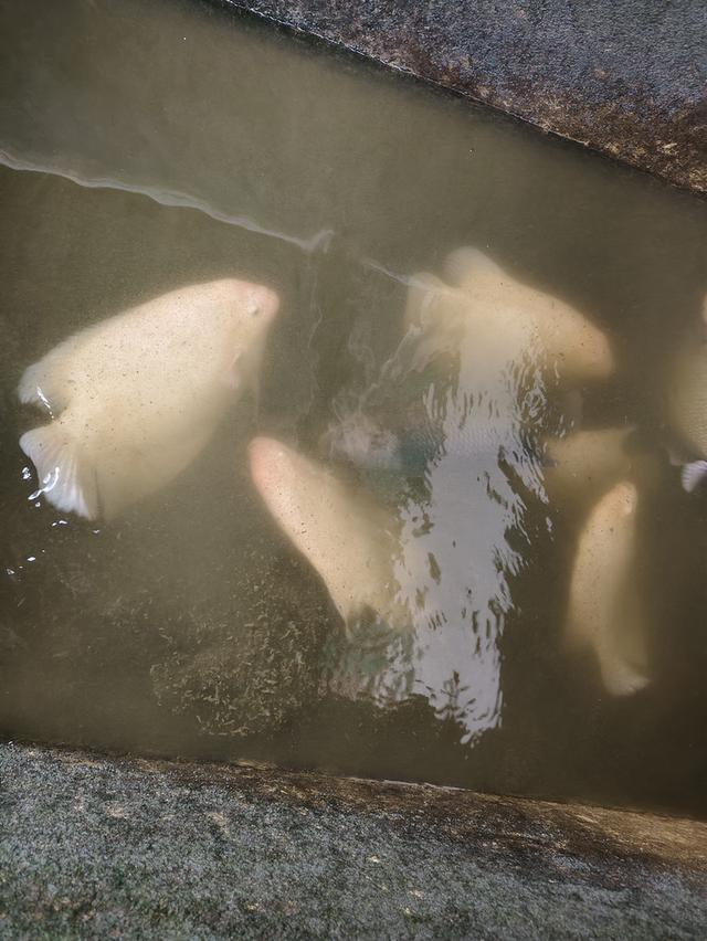 ปลาแรด เลิกเลี้ยง เผือกตาแดง