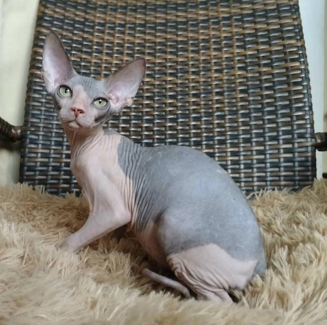 36.แมวสฟิงซ์/เพศผู้ Sphynx Cat/Male