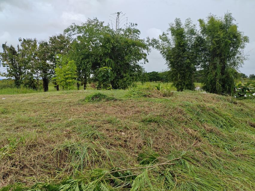 ขายที่ดินวิวสวยเชียงใหม่คันคลอง-เส้นเลี่ยงเมืองสันป่าตอง 14