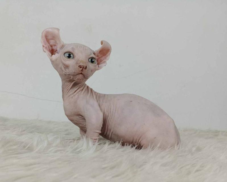 30.แมวดเวล/เพศผู้ หาบ้าน Dwelf Cat/Male looking for a new home 5