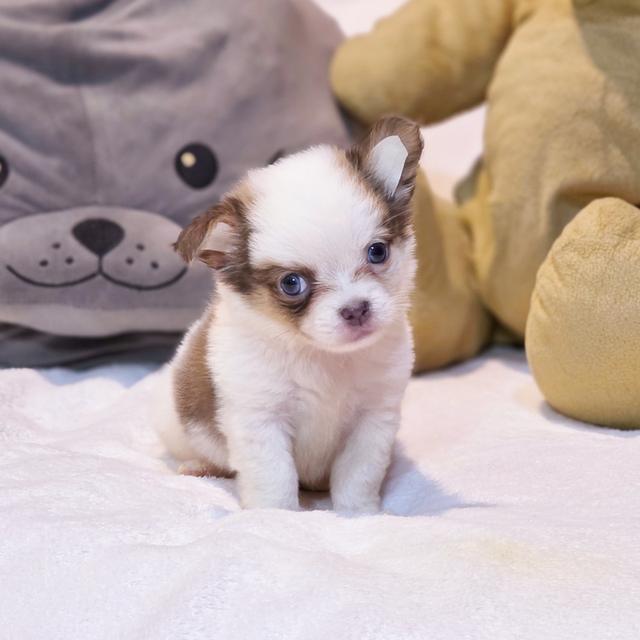 Chihuahuaขนยาวหนุ่มหล่อน้องพ๊อตเตอร์