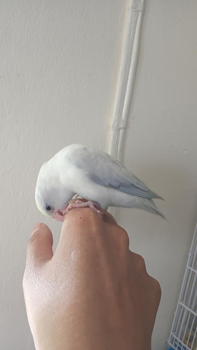 นกฟอพัส (Forpus Parrot)สี: ไดลูทพาสเทล (Dilute Pastel) โทนละมุน สีสวยหวานสะอาดตา เอกลักษณ์ความนวลที่ละมุน รูปที่ 9