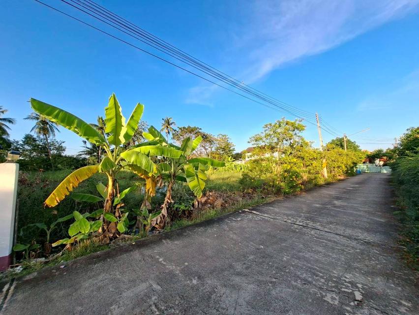 ขายที่ดินเปล่า ซอยพระสาครบุรานุรักษ์ (งิ้วรายซอย2) 3