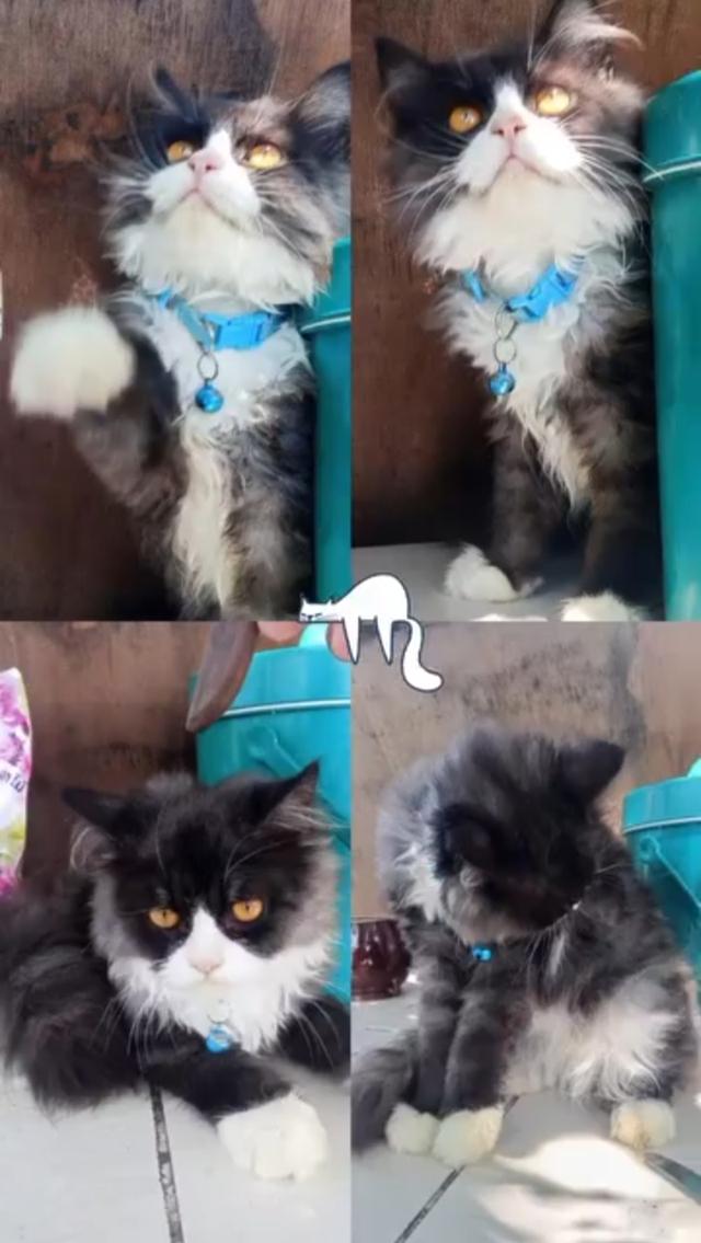 แมวเปอร์เซีย สีดำขาว รูปที่ 2