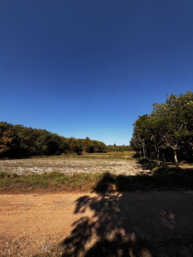 ปล่อยที่ดินเปล่าสวนเกษตร 7