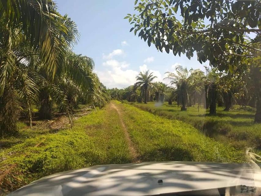 ที่ดิน สวนปาล์มน้ำมัน อ.หลังสวน จ.ชุมพร 14