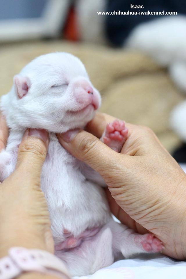 จำหน่ายลูกสุนัขชิวาวา รูปที่ 7