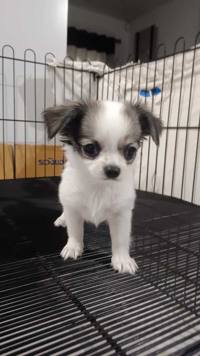 ชิวาวาเพศเมีย ขนสองชั้น รูปย่อยที่ 3