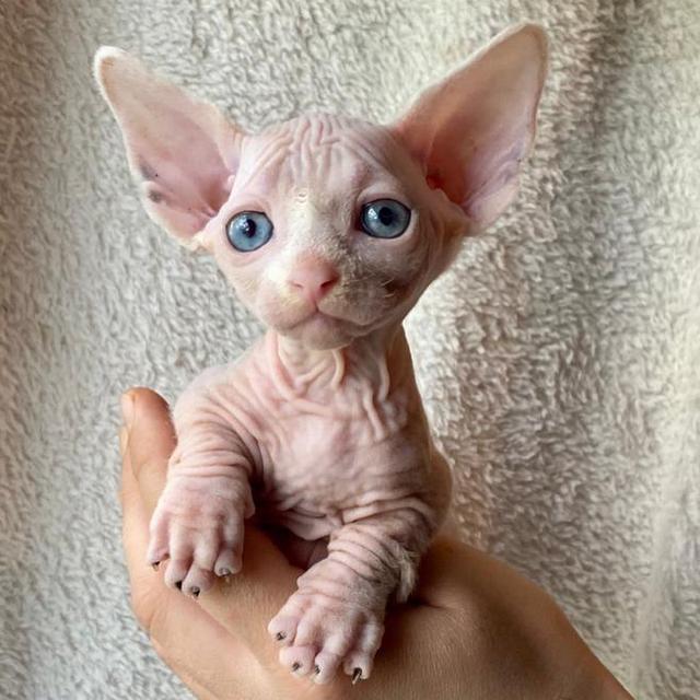 Male and a female Sphynx kittens for adoption