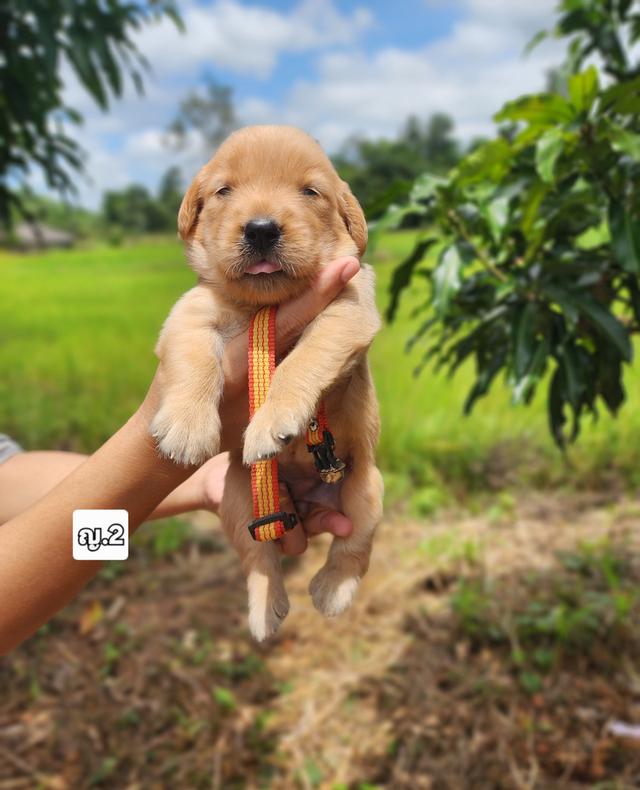 โกลเด้นแท้รีทรีฟเวอร์ รูปที่ 7