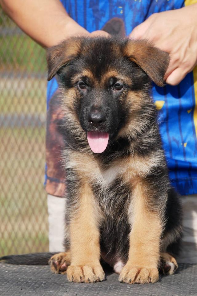 ลูกสุนัขเยอรมันเชพเพริด