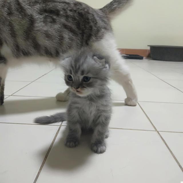 ขายลูกสก๊อตติด 2