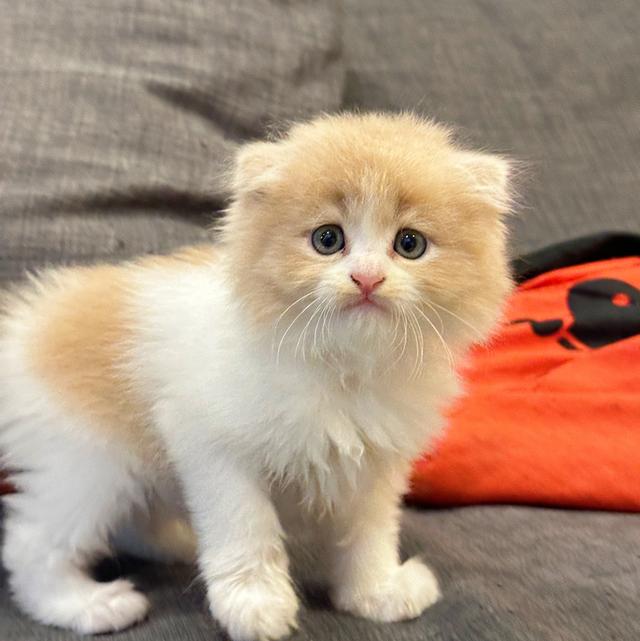 Lovely Scottish Fold ❤️ 3